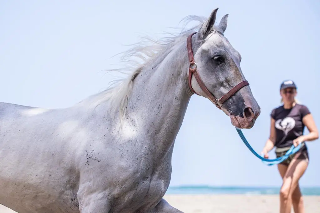 A rescued horse led along the beach in Cocles