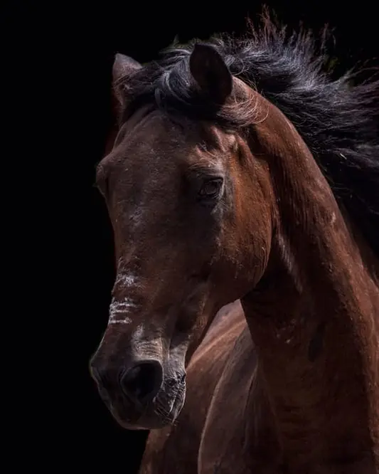 Balsam, a rescued horse in our care