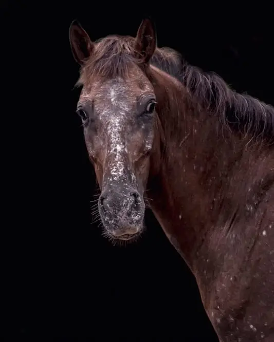 Eragon, a rescued horse in our care
