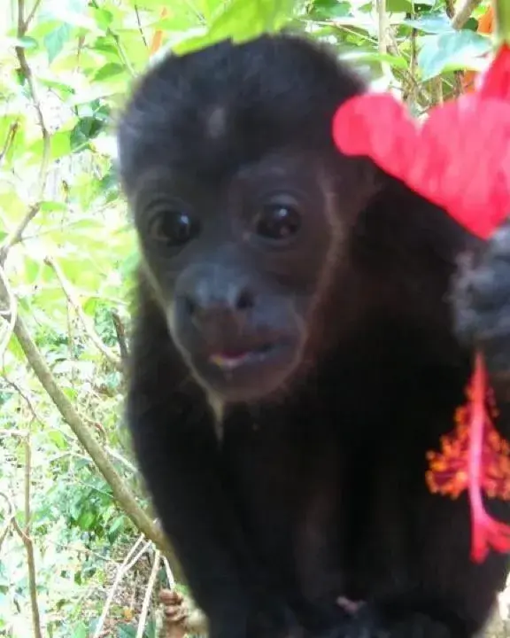 Full Day + Jaguar Rescue with Caribe Horse in Costa Rica