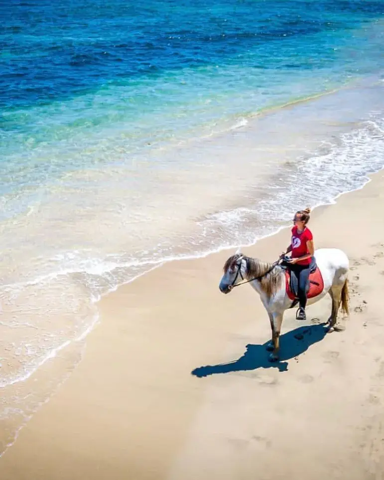 Half Day Beach & Jungle with Caribe Horse in Costa Rica